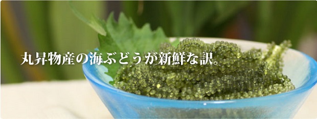 ۏY CԂǂ